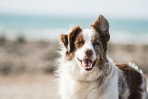 Beat the Summer Heat: How to Keep Your Pet Cool with Sun-Repellent Fabric 1